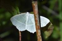 Campaea margaritaria