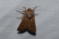 Mythimna albipuncta