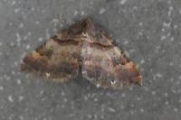 Earophila badiata