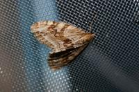 Trichopteryx polycommata