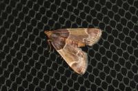 Pyralis farinalis