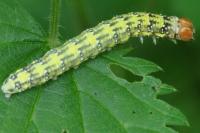 Polyploca ridens
