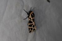 Cymbalophora pudica
