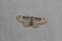 Idaea filicata