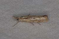 Agriphila geniculea