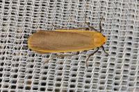 Katha depressa