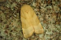 Noctua fimbriata