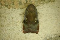 Noctua janthe/janthina