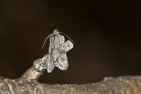 Xylocampa areola