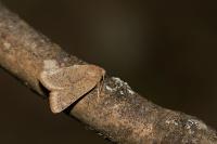 Orthosia cerasi