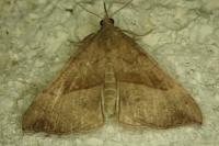 Hypena proboscidalis