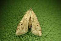 Cataclysta lemnata