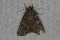 Acronicta rumicis