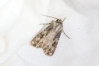 Agrotis