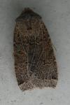 Conistra veronicae/intricata