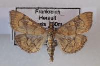 Anania verbascalis
