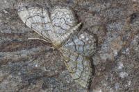 Idaea moniliata