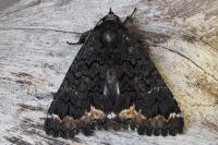 Catephia alchymista