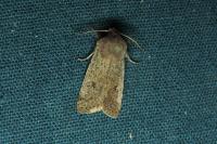 Orthosia cruda