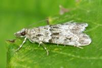Eudonia mercurella