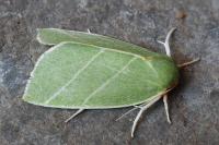 Bena bicolorana