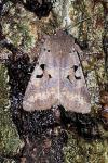 Orthosia gothica