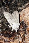 Lithophane ornitopus