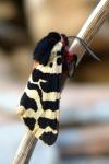 Arctia tigrina