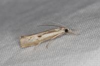 Agriphila geniculea