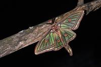 Graellsia isabellae
