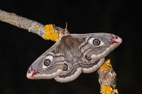 Saturnia pavonia/pavoniella