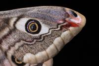 Saturnia pavonia/pavoniella