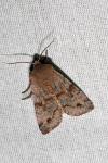 Orthosia incerta