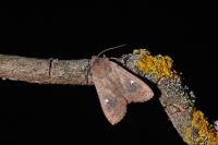 Eupsilia transversa