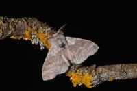 Calliteara pudibunda