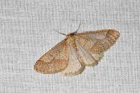 Phigaliohybernia marginaria