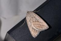 Chemerina caliginearia