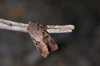 Orthosia gothica