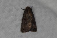 Caradrina germainii