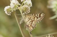 Chiasmia clathrata