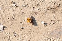 Archiearis parthenias