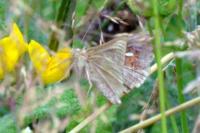 Macdunnoughia confusa