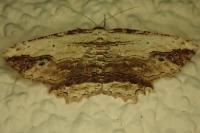 Menophra abruptaria