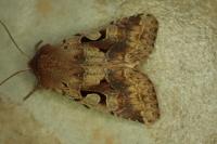 Orthosia gothica
