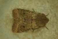 Orthosia cruda