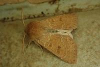 Orthosia miniosa