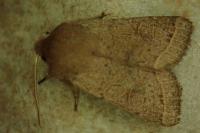 Orthosia cerasi