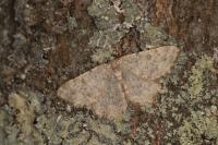 Charissa mucidaria
