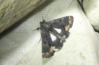 Catephia alchymista
