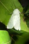 Spilosoma lubricipeda